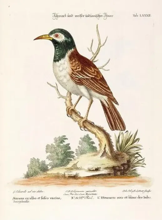 Framed Print : Bird illustration-The Common Starling-Antique plate of the dutch book: Collection of foreign and rare birds Framed Print : Bird illustration-The Common Starling-Antique plate of the dutch book: Collection of foreign and rare birds