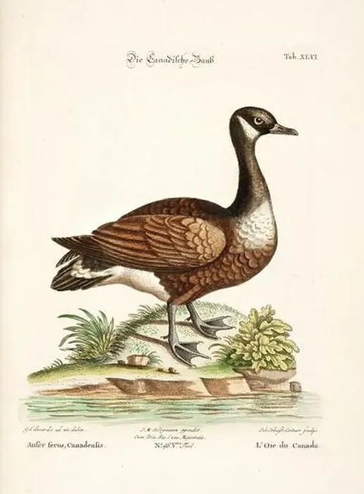 Framed Print : Bird illustration-The Goose-Antique plate of the dutch book: Collection of foreign and rare birds Framed Print : Bird illustration-The Goose-Antique plate of the dutch book: Collection of foreign and rare birds