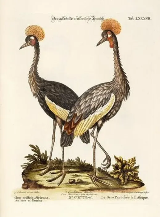 Framed Print : Bird illustration -The Grey Crowned Crane-Antique plate of the dutch book : Collection of foreign and rare birds Framed Print : Bird illustration -The Grey Crowned Crane-Antique plate of the dutch book : Collection of foreign and rare birds