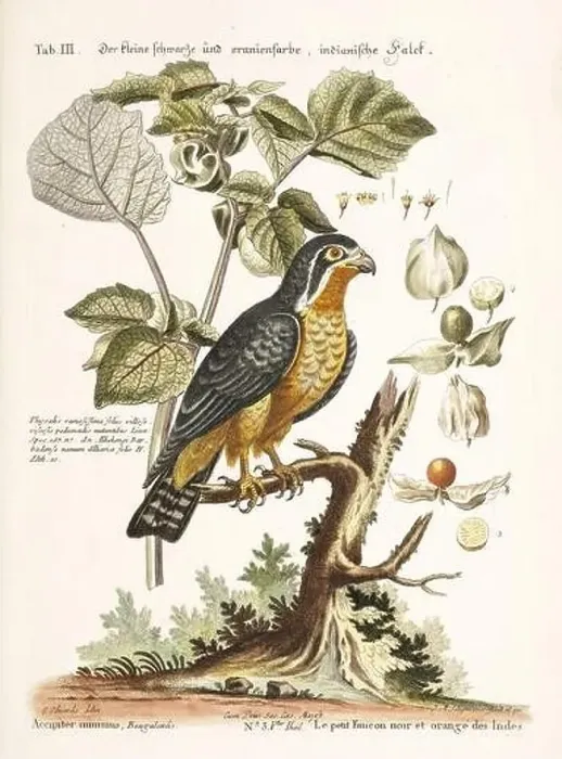 Framed Print : Bird illustration-The little black Falcon-Antique plate of the dutch book: Collection of foreign and rare birds Framed Print : Bird illustration-The little black Falcon-Antique plate of the dutch book: Collection of foreign and rare birds