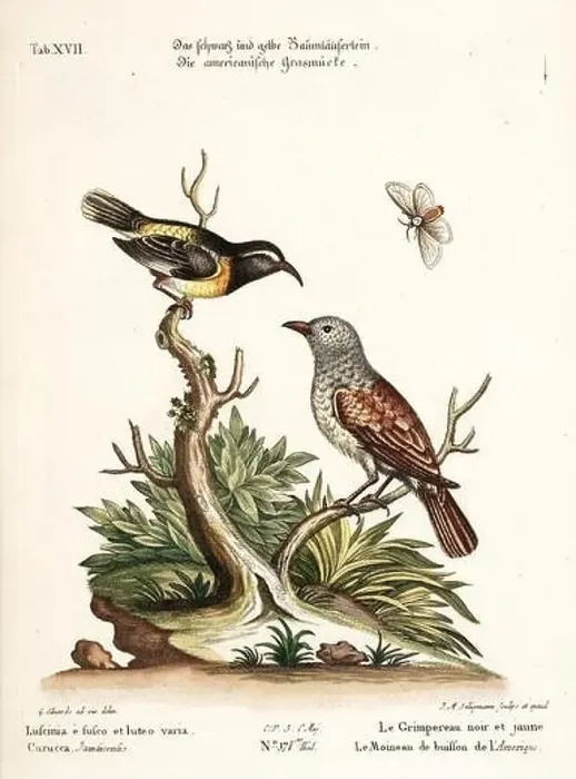 Framed Print : Bird illustration-Two Birds and a Butterfly-Antique plate of the dutch book: Collection of foreign and rare birds Framed Print : Bird illustration-Two Birds and a Butterfly-Antique plate of the dutch book: Collection of foreign and rare birds