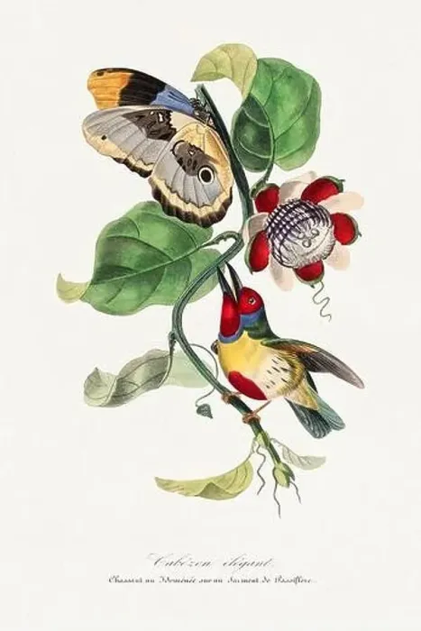 Framed Print : Bird illustration. Versicolored barbet bird, passiflore and butterfly Framed Print : Bird illustration. Versicolored barbet bird, passiflore and butterfly