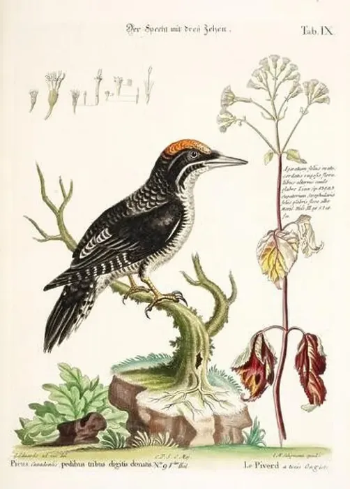 Framed Print : Bird illustration - The Woodpecker - Antique plate of the dutch book: Collection of foreign and rare birds Framed Print : Bird illustration - The Woodpecker - Antique plate of the dutch book: Collection of foreign and rare birds