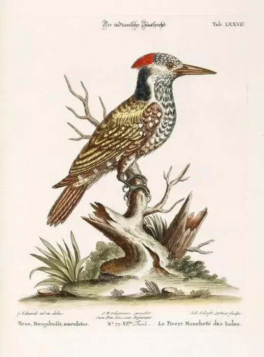 Framed Print : Bird illustration-Woodpecker-Antique plate of the dutch book: Collection of foreign and rare birds Framed Print : Bird illustration-Woodpecker-Antique plate of the dutch book: Collection of foreign and rare birds