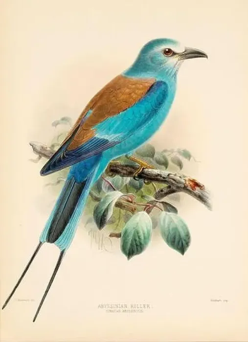 Framed Print : Bird illustrations. Majestic Blue Birds of the 19th Century Framed Print : Bird illustrations. Majestic Blue Birds of the 19th Century
