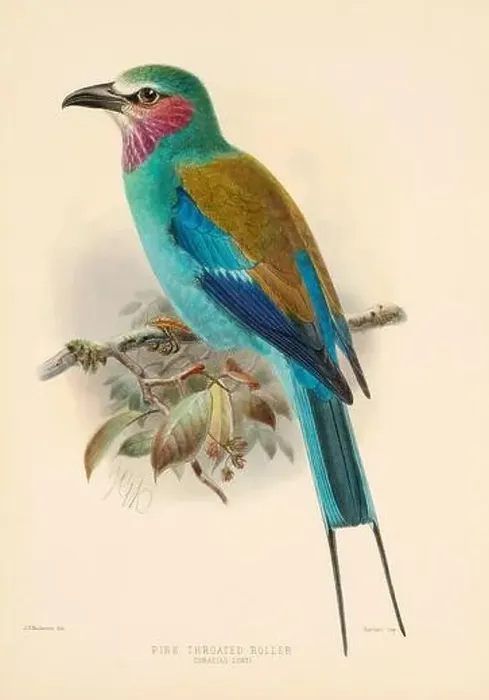 Framed Print : Bird illustrations. Majestic Blue Birds of the 19th Century Framed Print : Bird illustrations. Majestic Blue Birds of the 19th Century