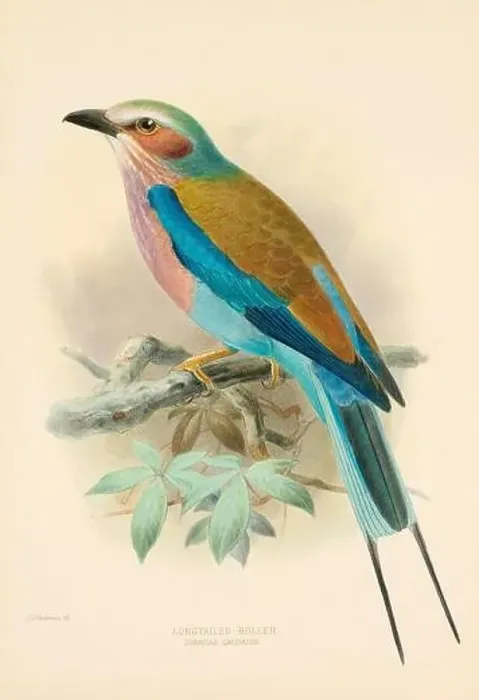 Framed Print : Bird illustrations. Majestic Blue Birds of the 19th Century Framed Print : Bird illustrations. Majestic Blue Birds of the 19th Century