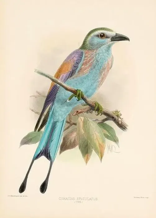 Framed Print : Bird illustrations. Majestic Blue Birds of the 19th Century Framed Print : Bird illustrations. Majestic Blue Birds of the 19th Century