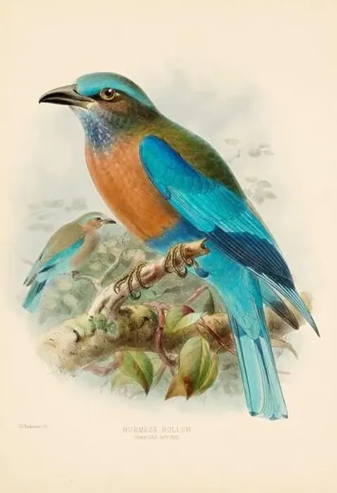Framed Print : Bird illustrations. Majestic Blue Birds of the 19th Century Framed Print : Bird illustrations. Majestic Blue Birds of the 19th Century