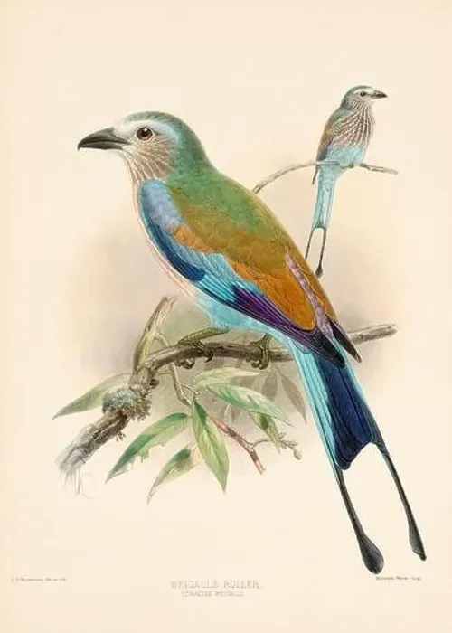 Framed Print : Bird illustrations. Majestic Blue Birds of the 19th Century Framed Print : Bird illustrations. Majestic Blue Birds of the 19th Century