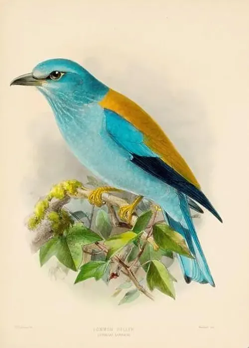 Framed Print : Bird illustrations. Majestic Blue Birds of the 19th Century Framed Print : Bird illustrations. Majestic Blue Birds of the 19th Century