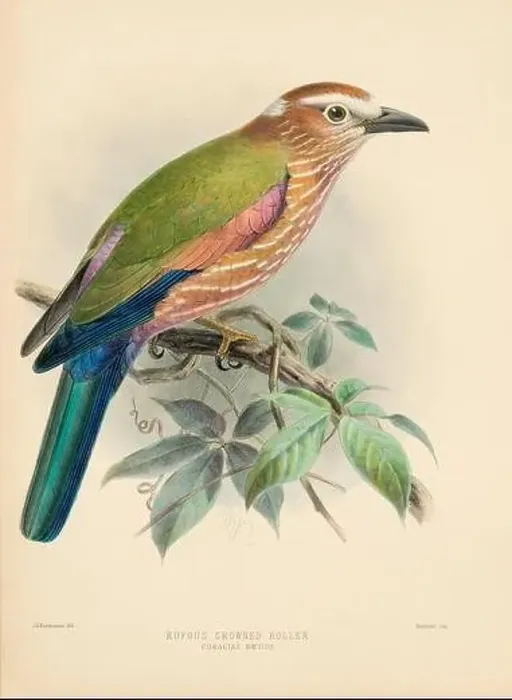 Framed Print : Bird illustrations. Majestic Blue Birds of the 19th Century Framed Print : Bird illustrations. Majestic Blue Birds of the 19th Century