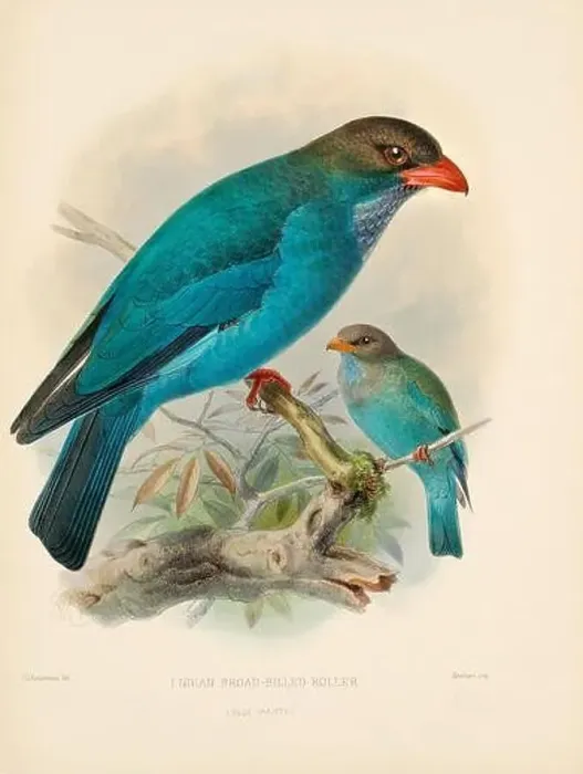 Framed Print : Bird illustrations. Majestic Blue Birds of the 19th Century Framed Print : Bird illustrations. Majestic Blue Birds of the 19th Century