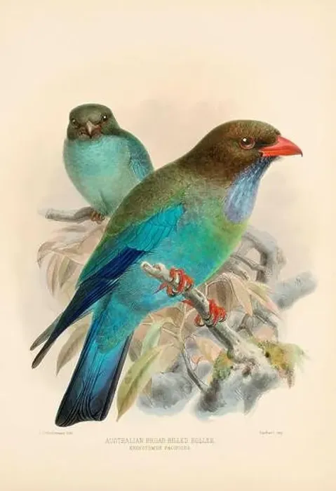 Framed Print : Bird illustrations. Majestic Blue Birds of the 19th Century Framed Print : Bird illustrations. Majestic Blue Birds of the 19th Century