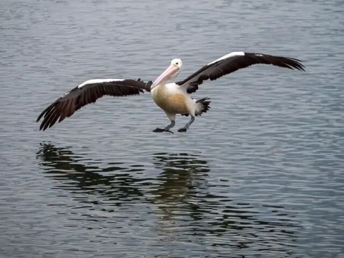 Framed Print : Bird, Pelican coming to land on the water on an odd angle, outstretched wings spread Framed Print : Bird, Pelican coming to land on the water on an odd angle, outstretched wings spread