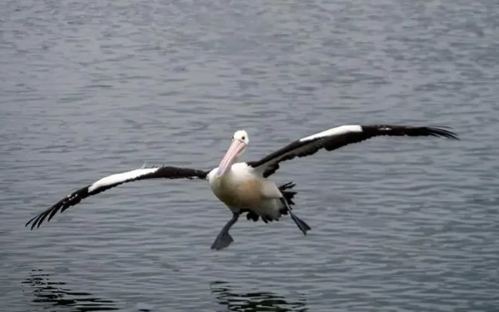 Framed Print : Bird, Pelican coming to land on the water on an odd angle, outstretched wings spread