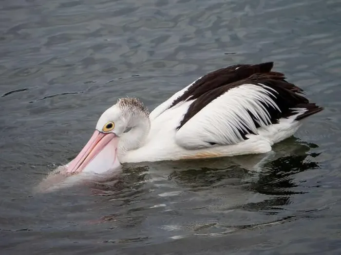 Framed Print : Bird, Pelican, bill in the water scooping food up into its large pink throat pouch