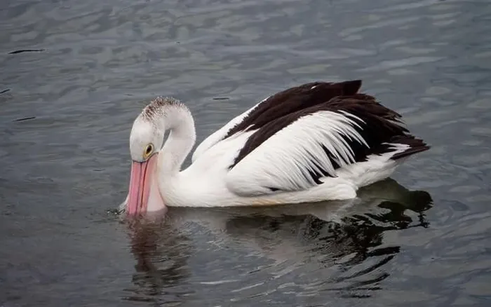 Framed Print : Bird, Pelican, bill in the water scooping food up into its large pink throat pouch