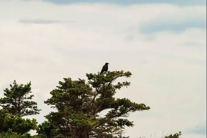 Framed Print : Bird perched on a tree at the Bell on Bell Island, Newfoundland & Labrador, Canada Framed Print : Bird perched on a tree at the Bell on Bell Island, Newfoundland & Labrador, Canada