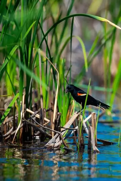 Framed Print : Bird, Québec, Canada, National park, Agelaius phoeniceus, carouge a épaulette, red-winged blackbird Framed Print : Bird, Québec, Canada, National park, Agelaius phoeniceus, carouge a épaulette, red-winged blackbird