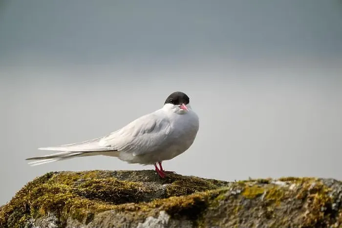 Framed Print : Bird relaxing on moss covered rock against clear sky Framed Print : Bird relaxing on moss covered rock against clear sky