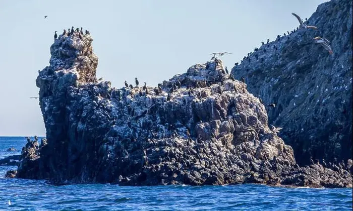 Framed Print : Bird Rocks in Channel Islands, California Framed Print : Bird Rocks in Channel Islands, California