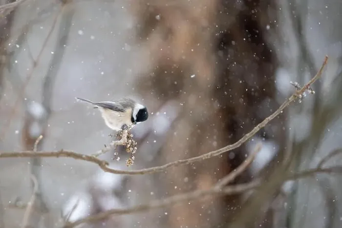 Framed Print : A bird spreading its wings on a snowy tree branch Framed Print : A bird spreading its wings on a snowy tree branch