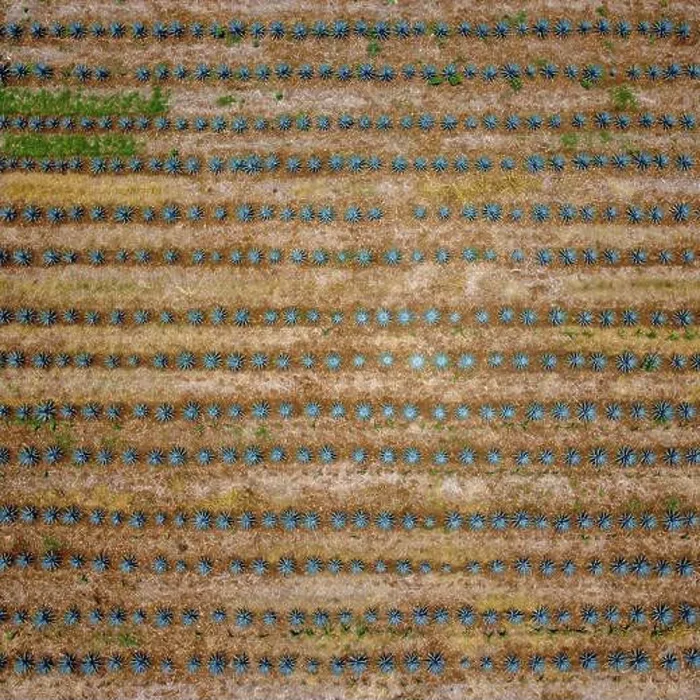 Framed Print : A bird's eye view of an agave field Framed Print : A bird's eye view of an agave field