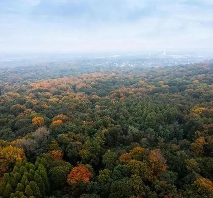 Framed Print : Bird's eye view of the autumn-colored forest in Duisburg, Germany Framed Print : Bird's eye view of the autumn-colored forest in Duisburg, Germany