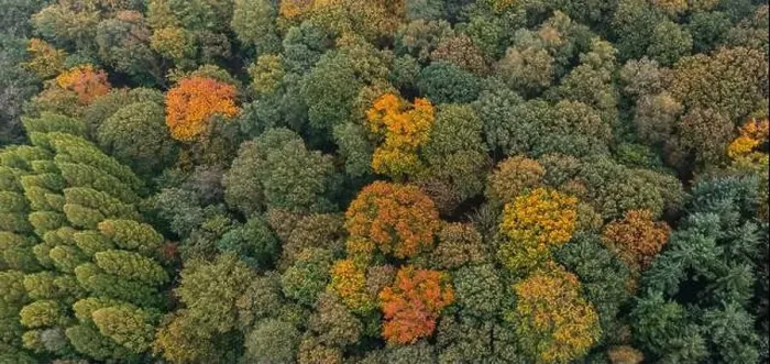 Framed Print : Bird's eye view of the autumn-colored forest in Duisburg, Germany Framed Print : Bird's eye view of the autumn-colored forest in Duisburg, Germany