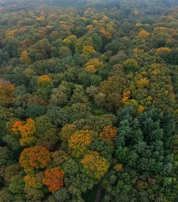 Framed Print : Bird's eye view of the autumn-colored forest in Duisburg, Germany Framed Print : Bird's eye view of the autumn-colored forest in Duisburg, Germany