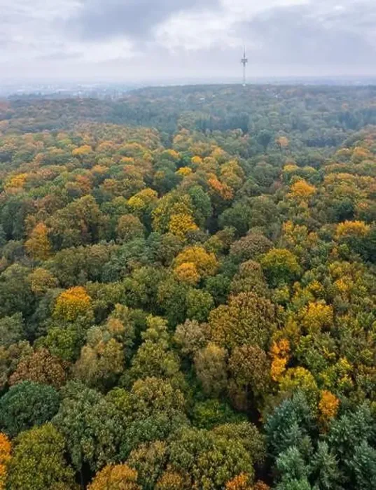 Framed Print : Bird's eye view of the autumn-colored forest in Duisburg, Germany Framed Print : Bird's eye view of the autumn-colored forest in Duisburg, Germany