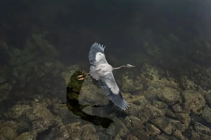 Framed Print : Bird's eye view of a great blue heron flying above moody waters Framed Print : Bird's eye view of a great blue heron flying above moody waters
