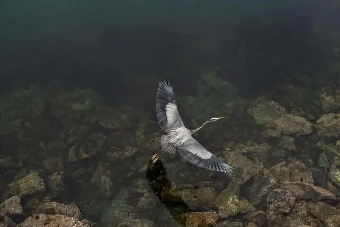 Framed Print : Bird's eye view of a pacific blue heron flying over dark waters Framed Print : Bird's eye view of a pacific blue heron flying over dark waters