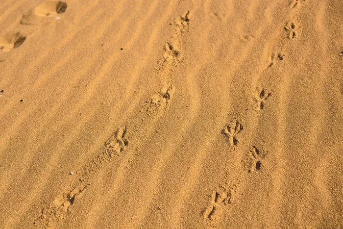 Framed Print : Birds footprints on sand beach in sunny day Framed Print : Birds footprints on sand beach in sunny day