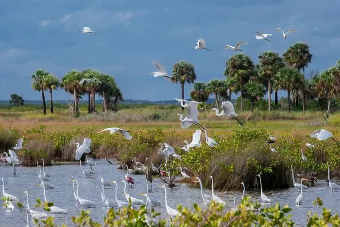 Framed Print : Birds in marsh at Merritt Island National Wildlife Refuge, Florida Framed Print : Birds in marsh at Merritt Island National Wildlife Refuge, Florida