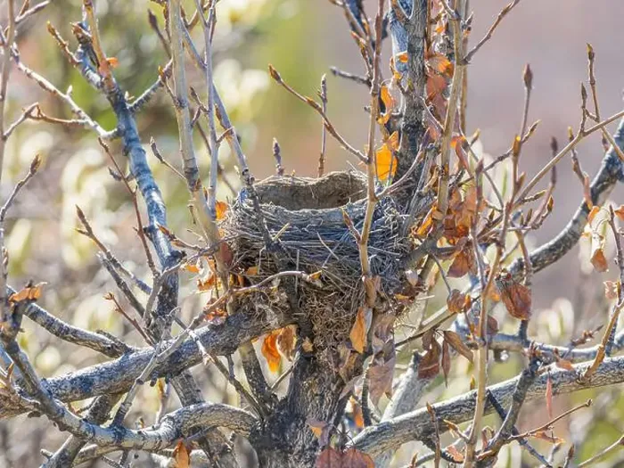 Framed Print : Empty Bird's Nest Nestled in the Alder in Denali National Park Framed Print : Empty Bird's Nest Nestled in the Alder in Denali National Park