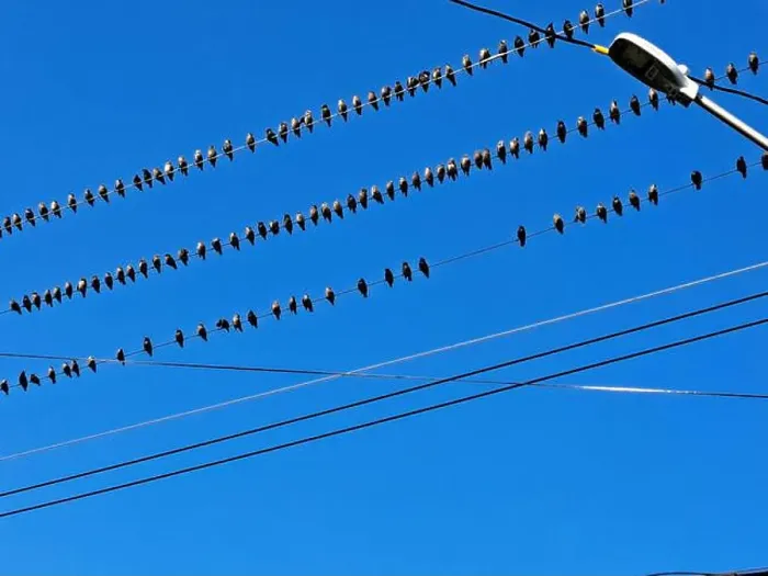 Framed Print : Birds sitting on a wire in Petty Harbour–Maddox Cove, Newfoundland & Labrador, Canada Framed Print : Birds sitting on a wire in Petty Harbour–Maddox Cove, Newfoundland & Labrador, Canada