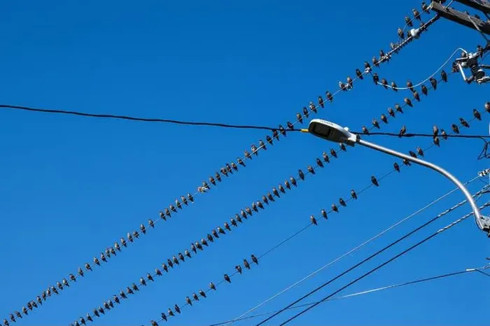 Framed Print : Birds sitting on a wire in Petty Harbour–Maddox Cove, Newfoundland & Labrador, Canada Framed Print : Birds sitting on a wire in Petty Harbour–Maddox Cove, Newfoundland & Labrador, Canada