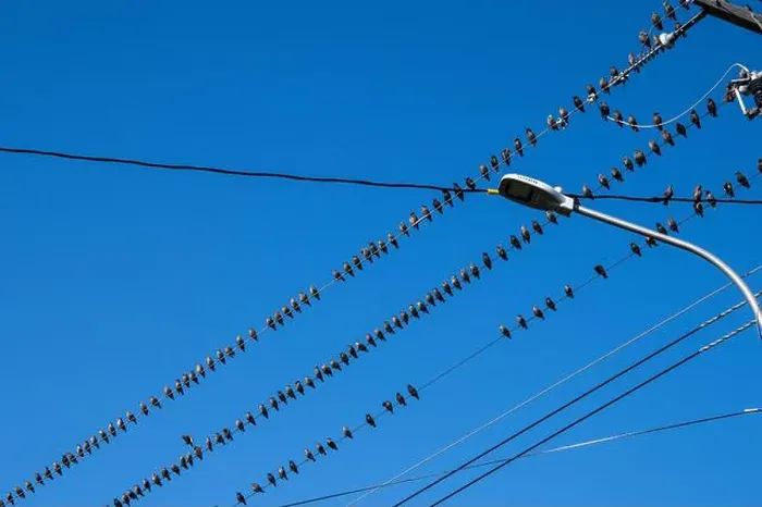 Framed Print : Birds sitting on a wire in Petty Harbour–Maddox Cove, Newfoundland & Labrador, Canada Framed Print : Birds sitting on a wire in Petty Harbour–Maddox Cove, Newfoundland & Labrador, Canada