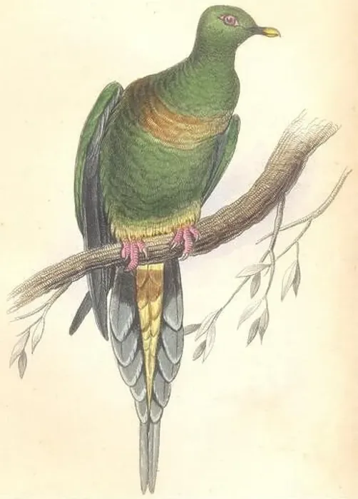 Framed Print : BIRDS. Vinago Oxyura. Original hand colouring. Prideaux John Selby 1835 print Framed Print : BIRDS. Vinago Oxyura. Original hand colouring. Prideaux John Selby 1835 print