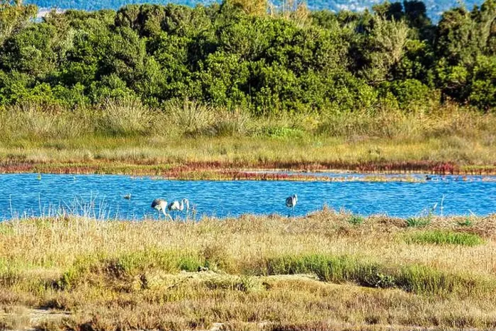 Framed Print : Birds wade in Gialova Lagoon, a biodiverse wetland near Pylos Framed Print : Birds wade in Gialova Lagoon, a biodiverse wetland near Pylos