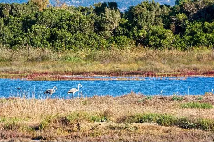 Framed Print : Birds wade in Gialova Lagoon, a biodiverse wetland near Pylos Framed Print : Birds wade in Gialova Lagoon, a biodiverse wetland near Pylos