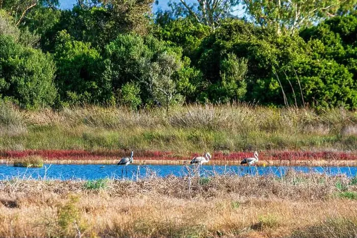 Framed Print : Birds wade in Gialova Lagoon, a biodiverse wetland near Pylos Framed Print : Birds wade in Gialova Lagoon, a biodiverse wetland near Pylos