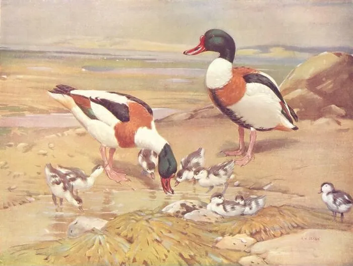 Framed Print : BIRDS. Wildfowl. Sheldrake (right) Shelduck and Ducklings 1924 old print Framed Print : BIRDS. Wildfowl. Sheldrake (right) Shelduck and Ducklings 1924 old print