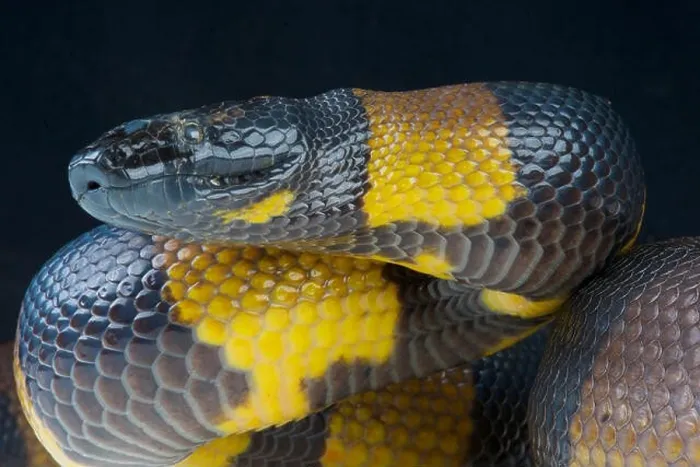 Framed Print : Bismarck ringed python / Botrochilus boa Framed Print : Bismarck ringed python / Botrochilus boa