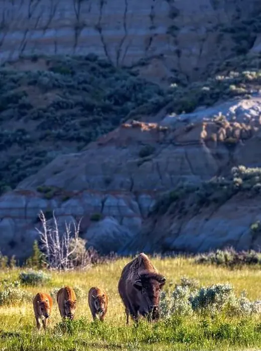Framed Print : Bison with calves in Theodore Roosevelt National Park, North Dakota, USA. (Editorial Use Only) Framed Print : Bison with calves in Theodore Roosevelt National Park, North Dakota, USA. (Editorial Use Only)