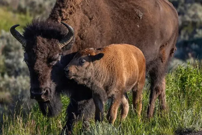 Framed Print : Bison with calves in Theodore Roosevelt National Park, North Dakota, USA. (Editorial Use Only) Framed Print : Bison with calves in Theodore Roosevelt National Park, North Dakota, USA. (Editorial Use Only)