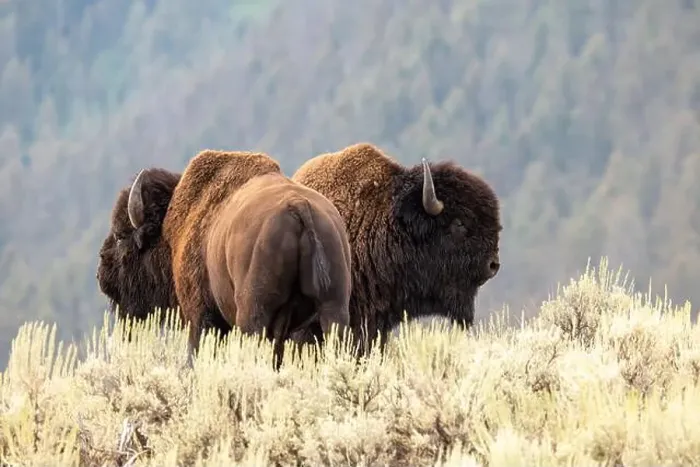 Framed Print : A Bison Couple in Yellowstone National Park Framed Print : A Bison Couple in Yellowstone National Park
