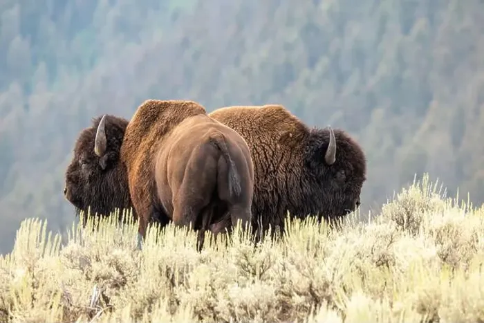 Framed Print : A Bison Couple in Yellowstone National Park Framed Print : A Bison Couple in Yellowstone National Park
